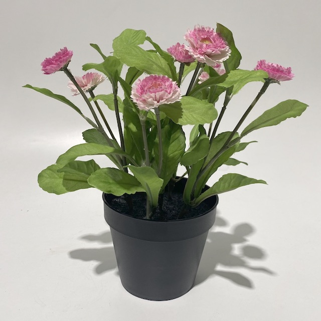 FLOWER, Potted Daisy - Pink 25cm H 